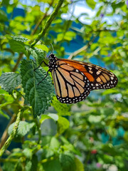 Monarch Butterfly Resting on Green Leaf in Garden