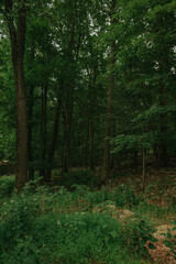 dark green forest with tall trees and rich plat life