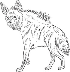 hyena 