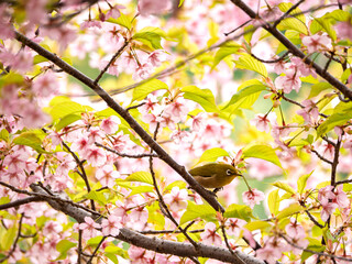河津桜とメジロくん