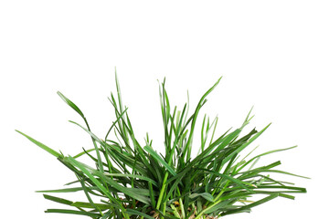 Beautiful fresh green grass isolated on white