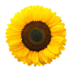 One beautiful bright sunflower on white background