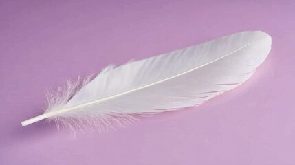 Obraz premium Single white feather on lilac background.