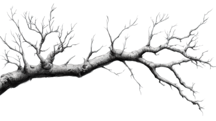 Silhouette of dead tree branches against a winter sky with snow, ice, and a cold, abstract feel, capturing the essence of nature in the forest during the season of change