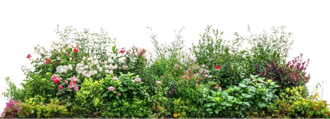 PNG A flower bushes and shrubs on a white background garden nature plants.