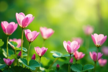 Soft pastel heart clover flowers blooming in a lush green meadow, floral arrangement, meadow, flowers