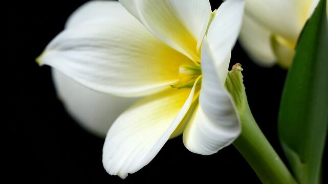 Stunning Time Lapse of White Gardenia Blooming Against a Black Background