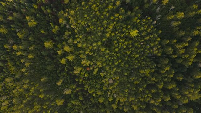 Stunning top dow aerial shot captures the dense green canopy of a thriving forest, beautifully showcasing the incredible splendor of nature and the rich biodiversity it fosters within the ecosystem