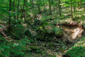 A forest with a large rock in the middle