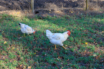 Two white chickens are walking in grassy field