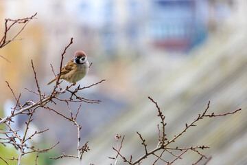 A small brown bird is perched on a branch