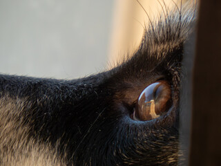 close up of a black dog looking upwards