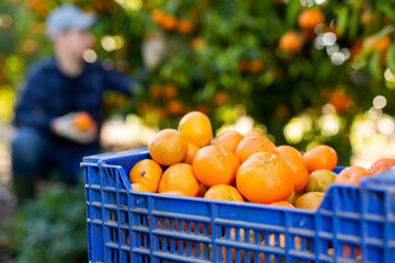 Container plastic box full of freshly picked tangerines in front of worker picking fruits in orchard