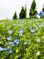 花畑に群生するネモフィラの花