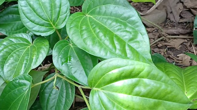 Betle leaves piper betle piperaceae. Heart shape herbal medicine