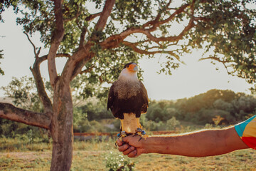 Carcará no Parque dos Falcões