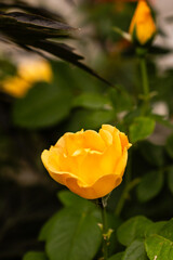 rose garden small yellow roses on a green background of leaves nature garden