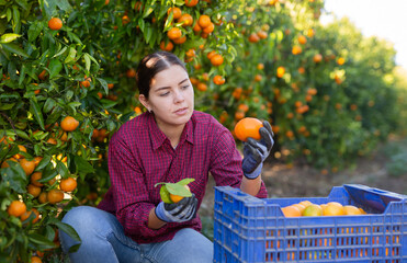 Positive busy young woman farmer worker harvesting local ripe tangerines in garden during sunny day