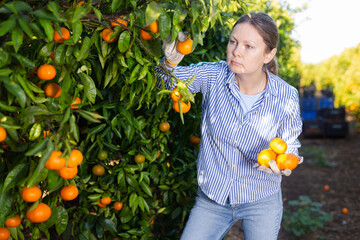 Positive skillful middle-aged woman farmer in plaid shirt harvesting fresh mandarins in orchard on...