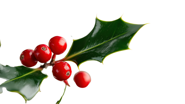 A simple sentence for naming the image could be: Holly berries with green leaves on a white background