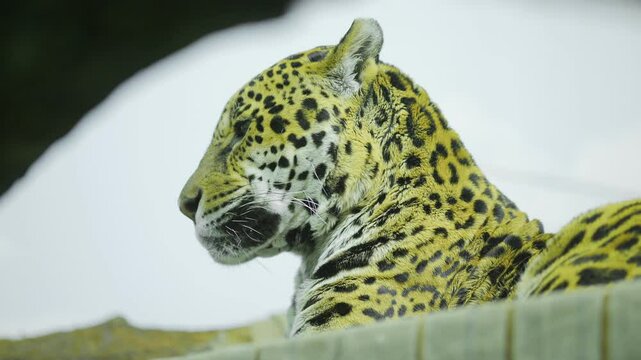 Jaguar is laying down on a fence. The fence is made of wood and is located in a zoo