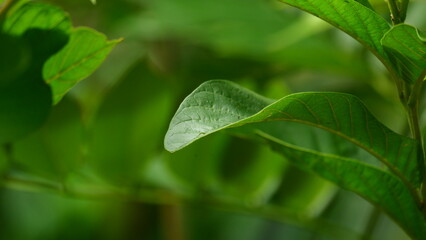 fresh guava leaves with dew drops. soft green background