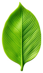 Obraz premium PNG Plasticine of a leaf plant white background freshness.