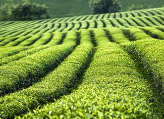 Exploring a Lush Green Tea Plantation on Rolling Hills Landscape