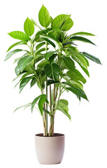 PNG Tropical tree plant in home planter pottery blossom.