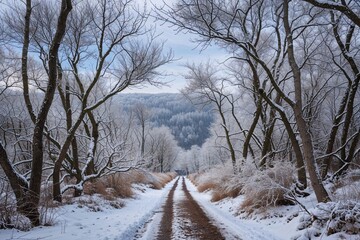 Captivating Winter Forest Scene with Delicate Branches and Charming Pathway