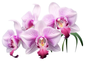 PNG Inflorescence fragility freshness orchid.