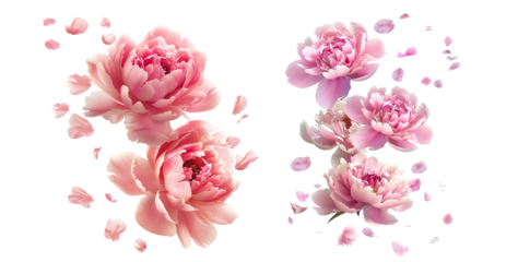 Pink peony flowers flying and isolated on white background, high quality, high detail, high definition, high sharpness