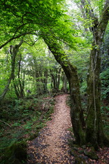 spring path through mossy rocks and old trees