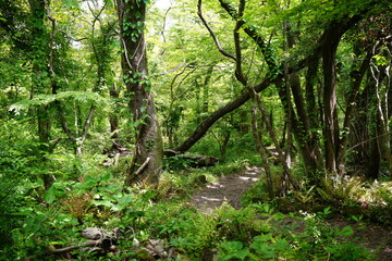 dense spring forest and fine path in the mild sunlight