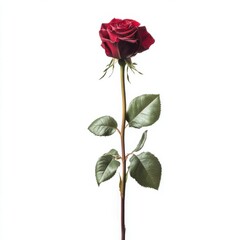 Obraz premium Elegant Single Dark Red Rose Standing Tall on a White Background
