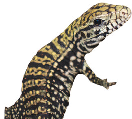 Fototapeta premium Baby tegu lizard isolated on white background PNG. 