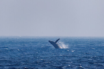 Fototapeta premium ブリーチング（ジャンプ）をしている。陸から見えたザトウクジラ（ナガスクジラ科）の群れが泳ぐ様子。 英名学名：Humpback Whale, Megaptera novaeangliae 真新しい溶岩でできた荒々しい海岸線の底土港外。 東京都伊豆諸島八丈島-2025年