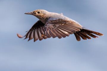 飛び立つ美しいイソヒヨドリ（ヒタキ科）
英名、学名：Blue Rock Thrush (Monticola solitarius
東京都伊豆諸島八丈島-2025年
