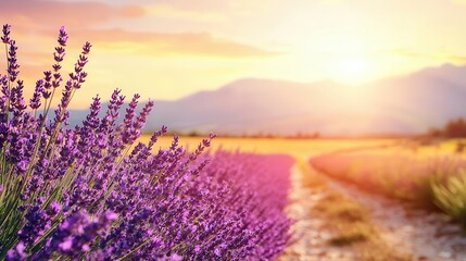 Obraz premium Peaceful country road lined with blooming lavender fields, clear skies and warm sunlight overhead