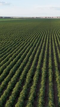 Drone Flyover of Diverse Crop Fields