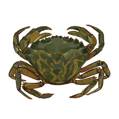 European green crab