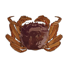 Chinese mitten Crab vector