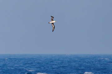 沖を飛翔する巨大なコアホウドリ（アホウドリ科）。翼長は２m以上。
英名学名：Laysan Albatross, Diomedea immutabilis
絶海の孤島である、三宅島周辺は非常に海鳥の数が多い。
東海汽船東京湾～伊豆諸島八丈島、太平洋航路の橘丸船上にて - 2025
