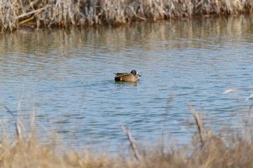A Male Blue Wing Teal Duck at Howard Marsh Metropark, near Curtice, Ohio.