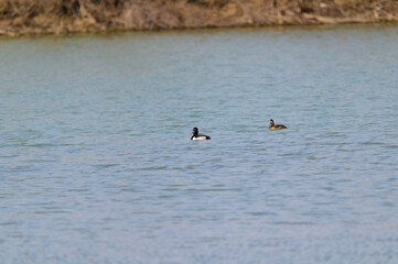 Ring Neck Ducks Pair at Magee Marsh in Oak Harbor, Ohio.
