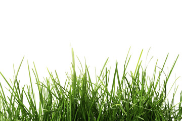 Natural green grass isolated on transparent background