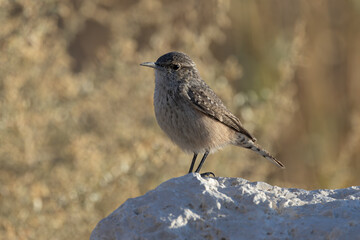 Rock Wren close up on a rock
