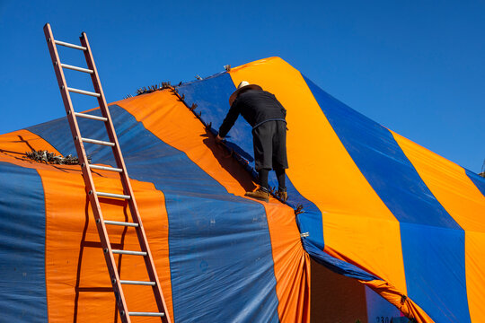 Eye level with a worker wearing a straw hat installing an orange and blue  fumigation tent on a house  with a ladder nearby