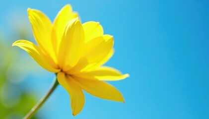 Delicate yellow petals unfolding against a bright blue sky, clear, colorful, blossoming