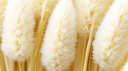 Soft Fluffy CreamColored Plants Close Up Texture